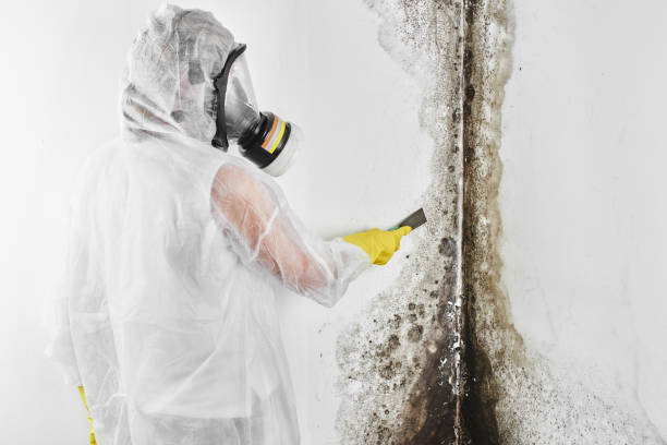 Best Commercial Mold Removal  in Parowan, UT