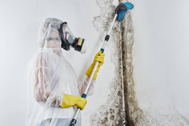 Best Toxic Mold Removal  in Parowan, UT