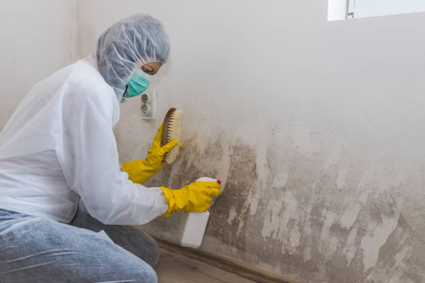Best Residential Mold Removal  in Parowan, UT
