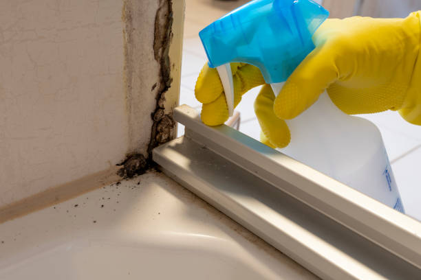 Professional Mold Removal in Parowan, UT