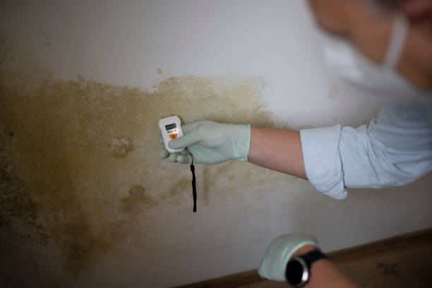 Best Emergency Mold Removal  in Parowan, UT
