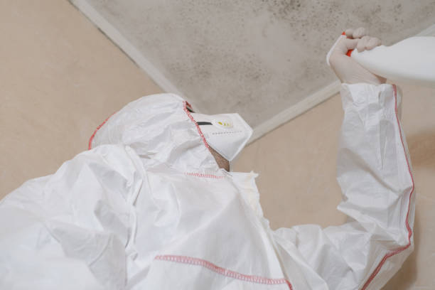 Attic Mold Removal in Parowan, UT