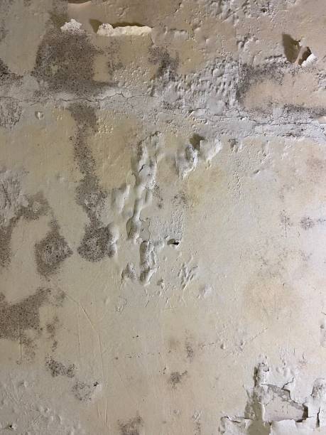 Best Home Mold Removal  in Parowan, UT