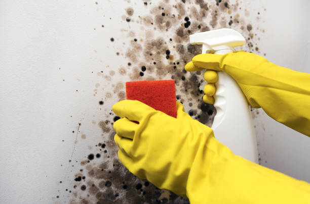Best Local Mold Removal Service  in Parowan, UT