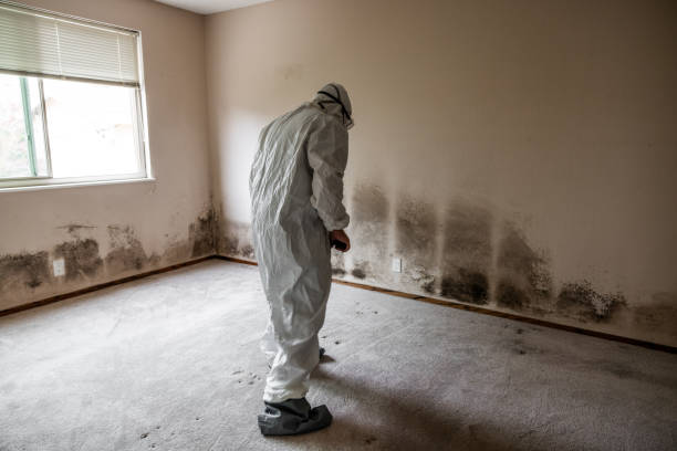 Best Affordable Mold Removal  in Parowan, UT