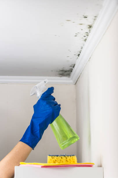 Best Professional Mold Removal  in Parowan, UT