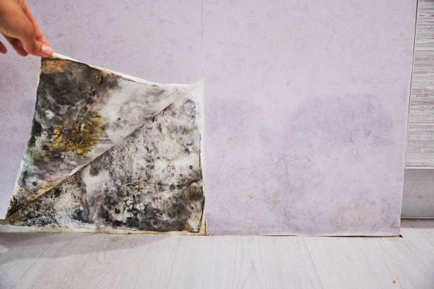 Best Fast Mold Removal  in Parowan, UT